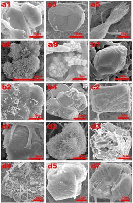 Biomineralization Induced by Colletotrichum acutatum: A Potential Strategy for Cultural Relic Bioprotection